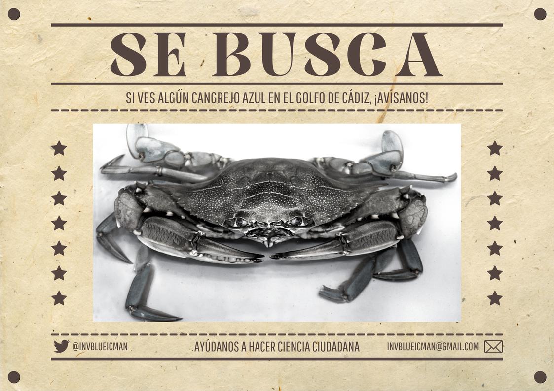 InvBlueICMAN (@invblueicman) on Twitter photo 🦀 ¡SE BUSCA CANGREJO! 🦀
🌍 ¿Te gusta el mar, pescar y bucear? Ayúdanos a cuidar la costa del Golfo de Cádiz, avisándonos de avistamientos de cangrejos azules vivos o muertos 🤠
🫂Recompensa: Merchandising del proyecto InvBlue... ¡Y tal vez una buena cangrejada!😏
<a href="/ICMAN_CSIC/">ICMAN-CSIC</a> 🦀 ¡SE BUSCA CANGREJO! 🦀
🌍 ¿Te gusta el mar, pescar y bucear? Ayúdanos a cuidar la costa del Golfo de Cádiz, avisándonos de avistamientos de cangrejos azules vivos o muertos 🤠
🫂Recompensa: Merchandising del proyecto InvBlue... ¡Y tal vez una buena cangrejada!😏
<a href="/ICMAN_CSIC/">ICMAN-CSIC</a>
