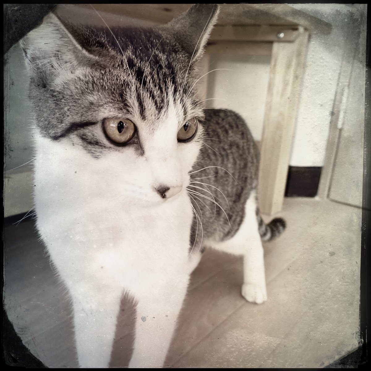 obi_wan_eclipse's tweet photo. #猫式 #猫 #cat #ShotoniPhone #Hipstamatic #Hagåtña #CTypePlate https://t.co/QjHVo3QJCR