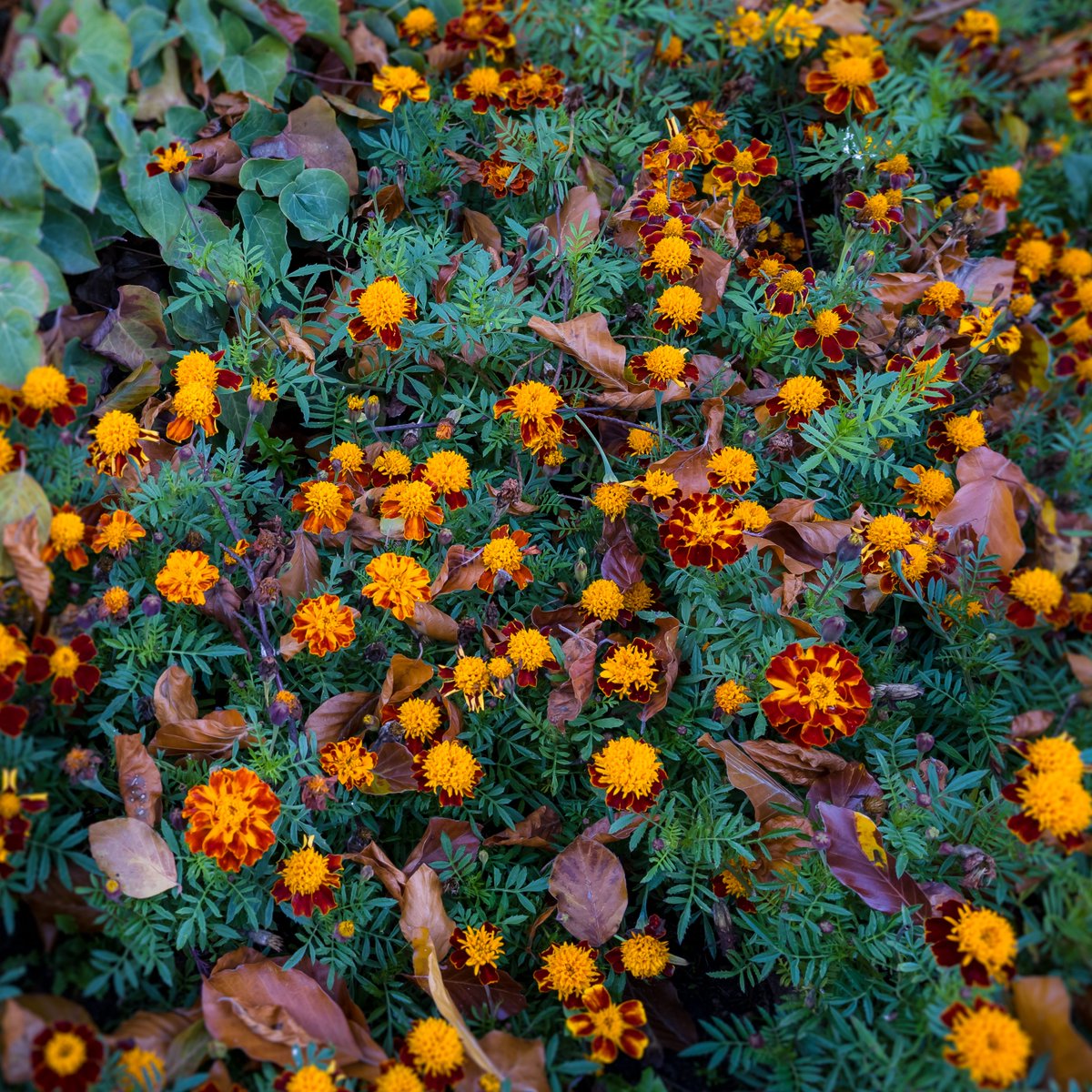 dan23freedom's tweet photo. Evening Colours 🌼

.

.

📷 17-28mm at 28mm, f/8 for 1/20 sec., ISO 1000 #flowerphotography #nature #beauty #beautiful #flowers #flowerstagram #flowerpower #flowerinspiration #prettyflowers #blossom #flowerlovers #richcolor #soft #dreamy #autumncolours #autumnvibes #happy #love https://t.co/e4tD9QXBO4