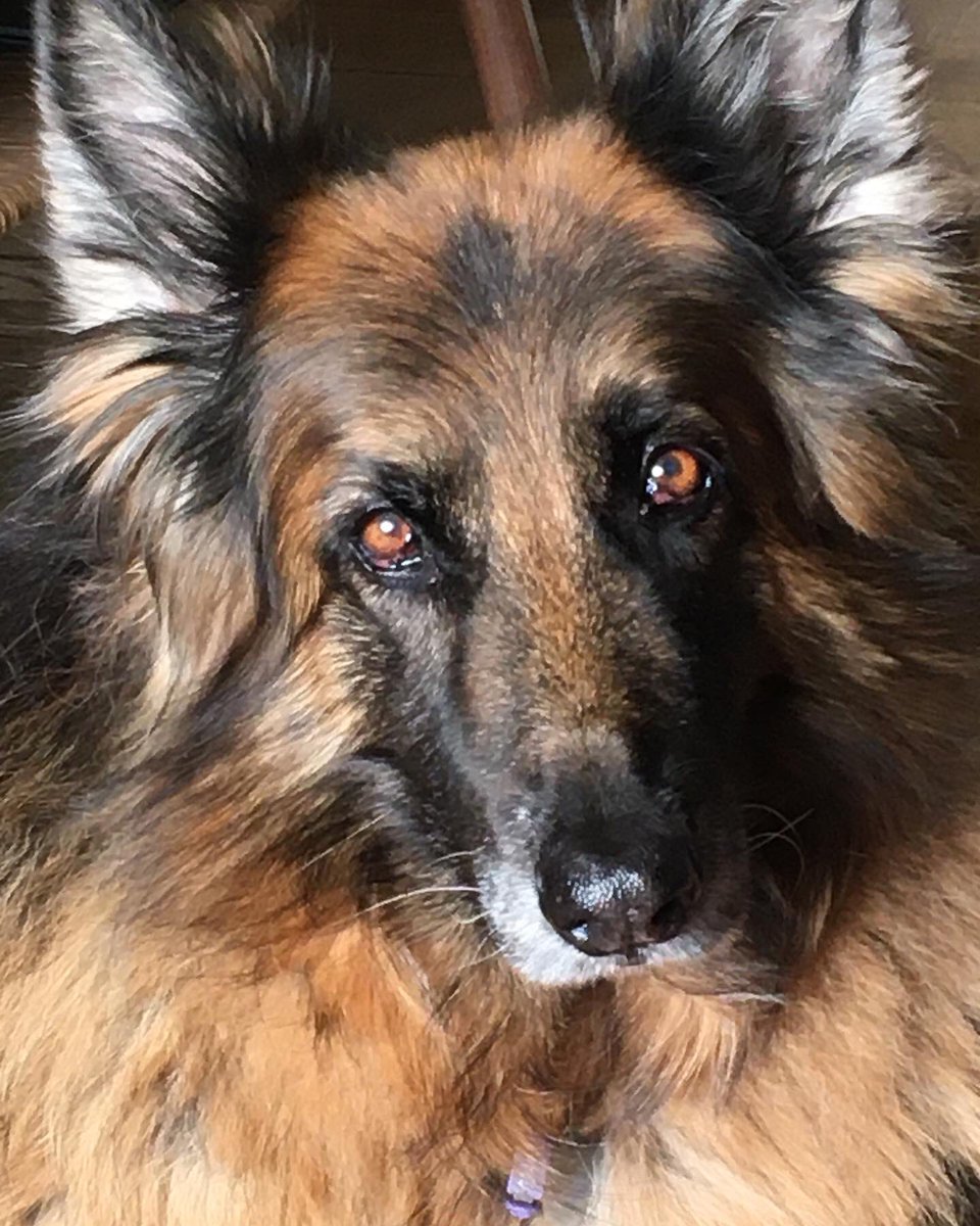 Lost our beautiful girl last week absolutely heartbroken 😢 #GermanShepherd