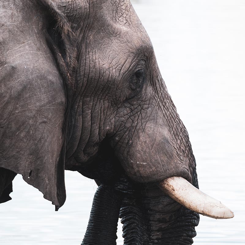 newselephant's tweet photo. Big Deal: Did Namibia Ask India To Pull Its Ivory Ban in Return for Cheetahs? #elephants https://t.co/pvW8oEorFh https://t.co/YeFOx3z7Og