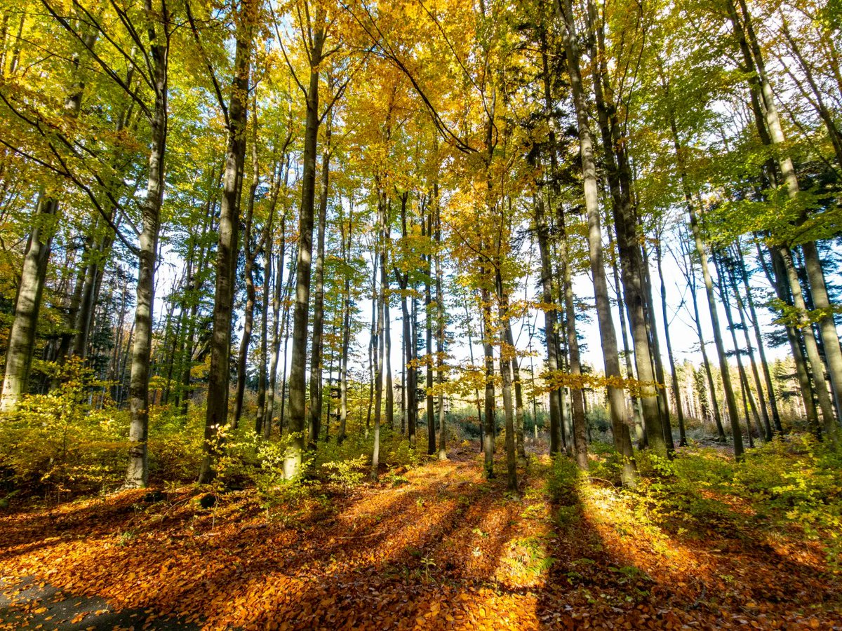 PavelKubes_'s tweet photo. BULOVÝ PODZIM '22
🍂🍁🍃

#CHKO #BlanskyLes #Bulovy #Brloh #Kuklov #color #colorful #autumn #beech #leaves #sunnyday #BlueSky #cloud #blue #green #yellow #orange #brown
#nature

[○°] #PavelKubes #kupafoto #kupastudio #October2022 #S22Ultra #fotoBlanskyLes https://t.co/xpOU1Ro5qh