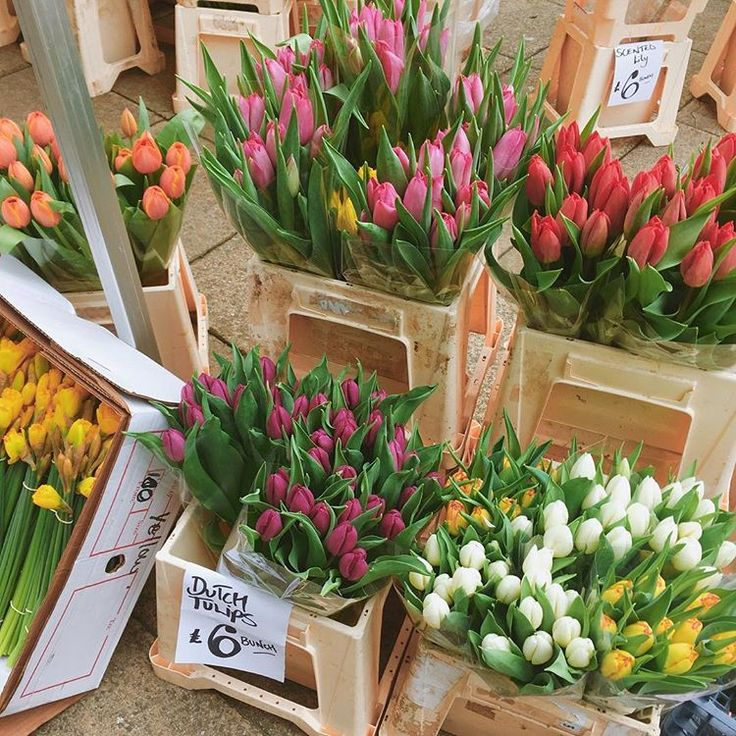 romance_society's tweet photo. necesito que me regalen un ramo de tulipanes https://t.co/DD7Jhoc9ez