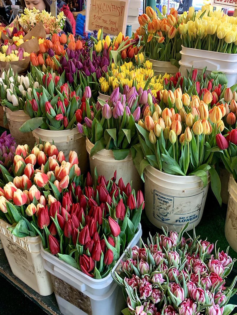 necesito que me regalen un ramo de tulipanes