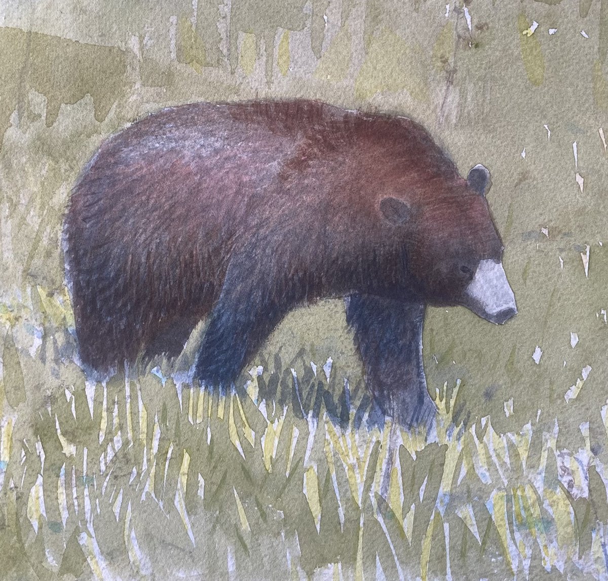 Study of the rich colour of a cinnamon bear, on show <a href="/swlanaturaleye/">SWLA</a> <a href="/mallgalleries/">mallgalleries</a> Part of a set of my work from #yellowstonenationalpark Exhibition ends Oct 22