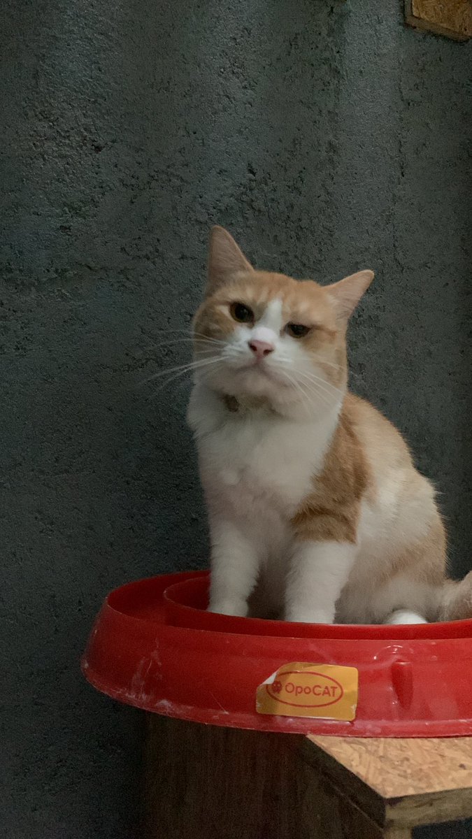 bocilthecat's tweet photo. mukamu kenapa bengkak sebelah gini nak😭😭😭 https://t.co/TJ5KBSNnOh