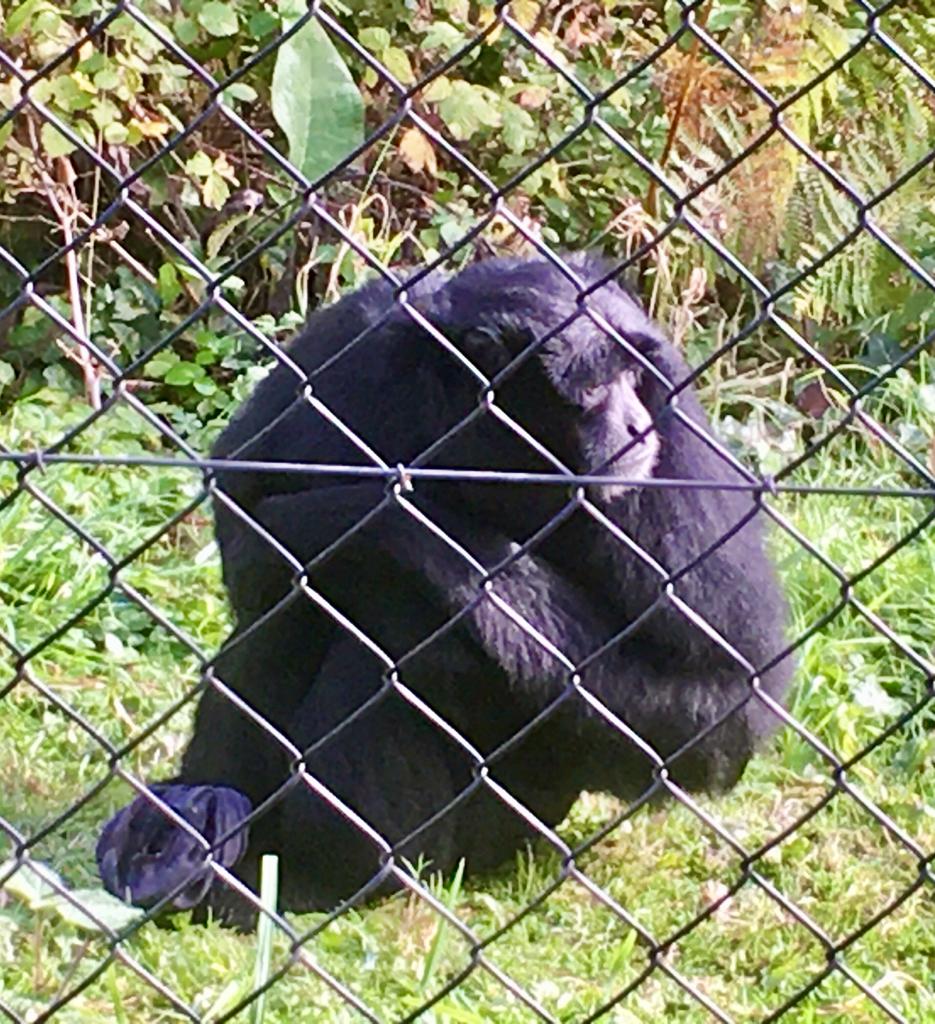 FSM_Boarding's tweet photo. This weekend our boarders were treated to a fabulous trip to the wonderful @MWApeRescue 

See all of the photographs and read more here - https://t.co/6kyWFiryPz

#boarding #loveboarding #MonkeyWorld #Dorset https://t.co/WhBtuZMM4Q