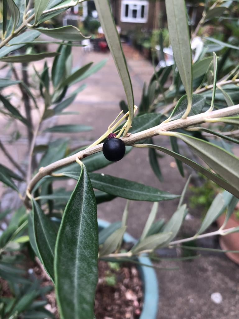 CaldwellGardens's tweet photo. Autumn time. A lot of changes in our @CaldwellGardens Please visit us, still a lot of flowers. First time we have our Olives on our young Olive Tree. #nature #gardening #FreeInLondon #olives #olivetree @EdibleLambeth @TeleGardening https://t.co/9qjgngYKAm