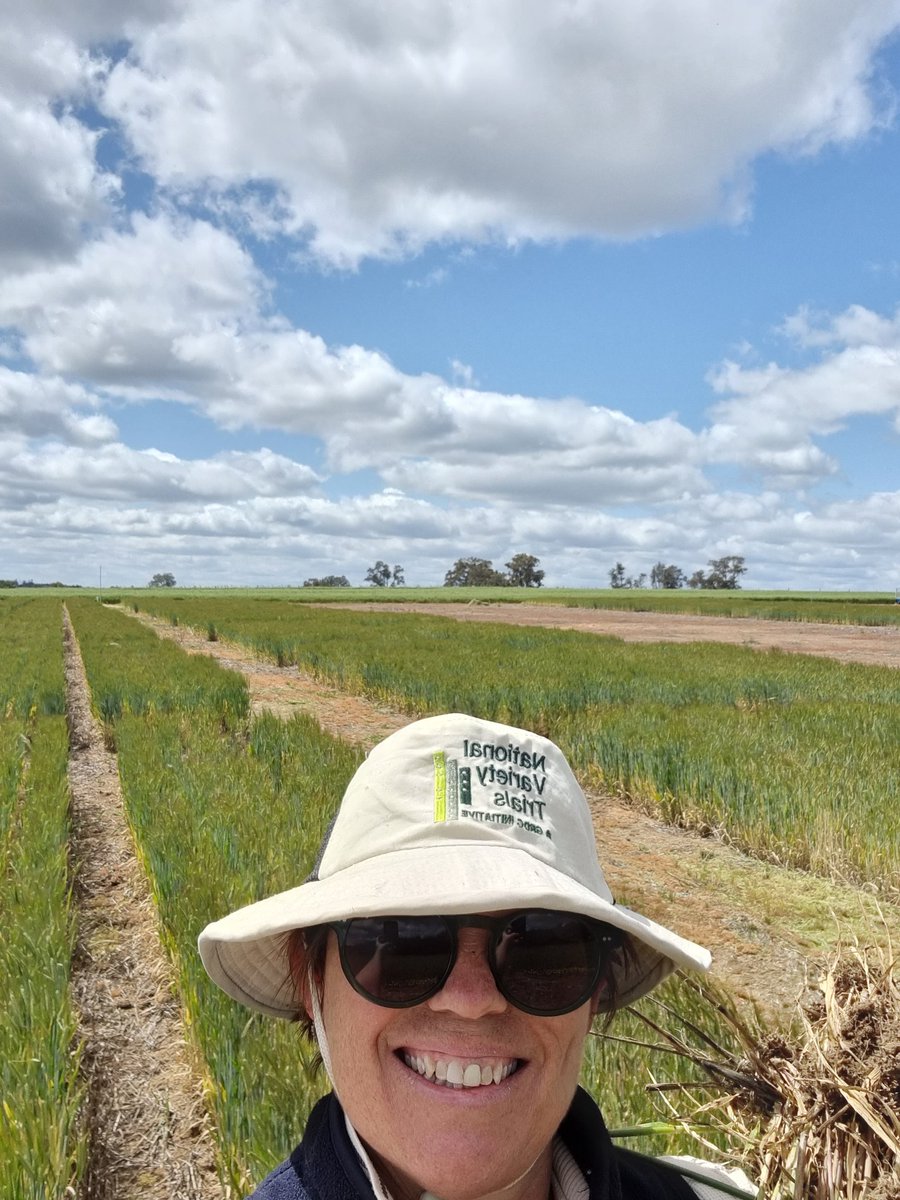 sarah_nematodes's tweet photo. Beauty is in the eye of the beholder! Hand mower did a great job! Soil borne symptoms present. Weeds under control &amp; plots nice and squared up. Bring on harvest...
@DPIRDbroadacre @DPIRDWilliams https://t.co/rwUe3hRipO