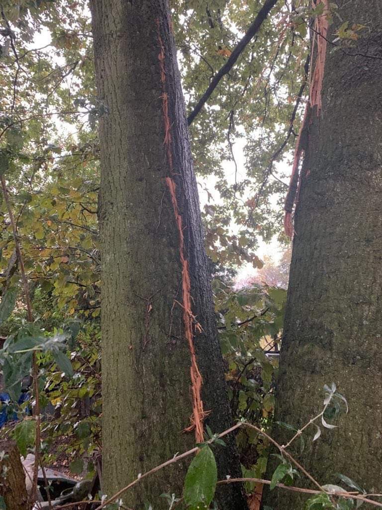 NoodweerBenelux's tweet photo. Beelden die we zonet kregen van de #brandweer in #Hemiksem (België). Daar sloeg de bliksem in op deze boom waarbij we een duidelijk grillig patroon herkennen in de #schors. #onweer #lightning https://t.co/GaVljDZ6C7