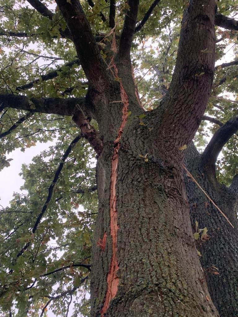 NoodweerBenelux's tweet photo. Beelden die we zonet kregen van de #brandweer in #Hemiksem (België). Daar sloeg de bliksem in op deze boom waarbij we een duidelijk grillig patroon herkennen in de #schors. #onweer #lightning https://t.co/GaVljDZ6C7