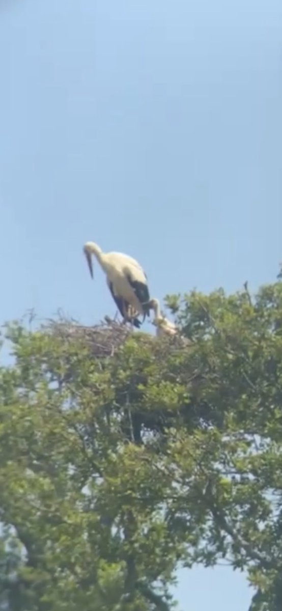 ecology_em's tweet photo. So privileged to see this white stork with their baby at Knepp estate last year! @KneppWildlandFd #2022EBE #ecology #rewilding https://t.co/8hGJIXH7ey