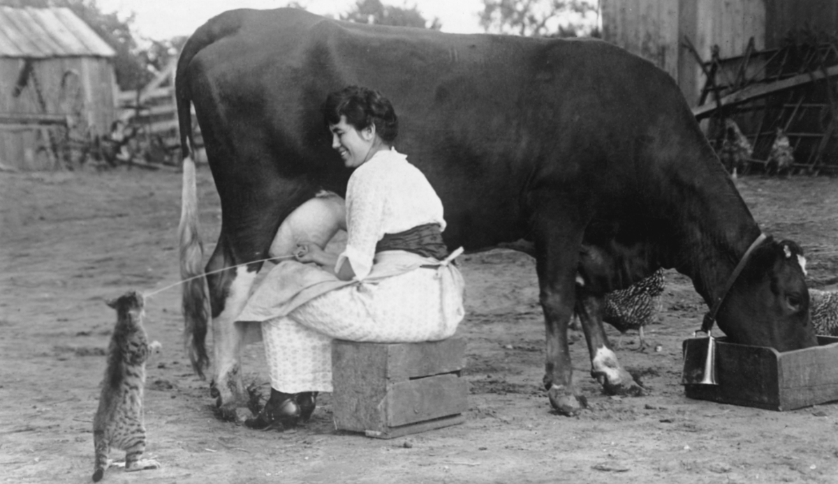 Cats Of Yore On Twitter Woman Milking A Cow State Agricultural