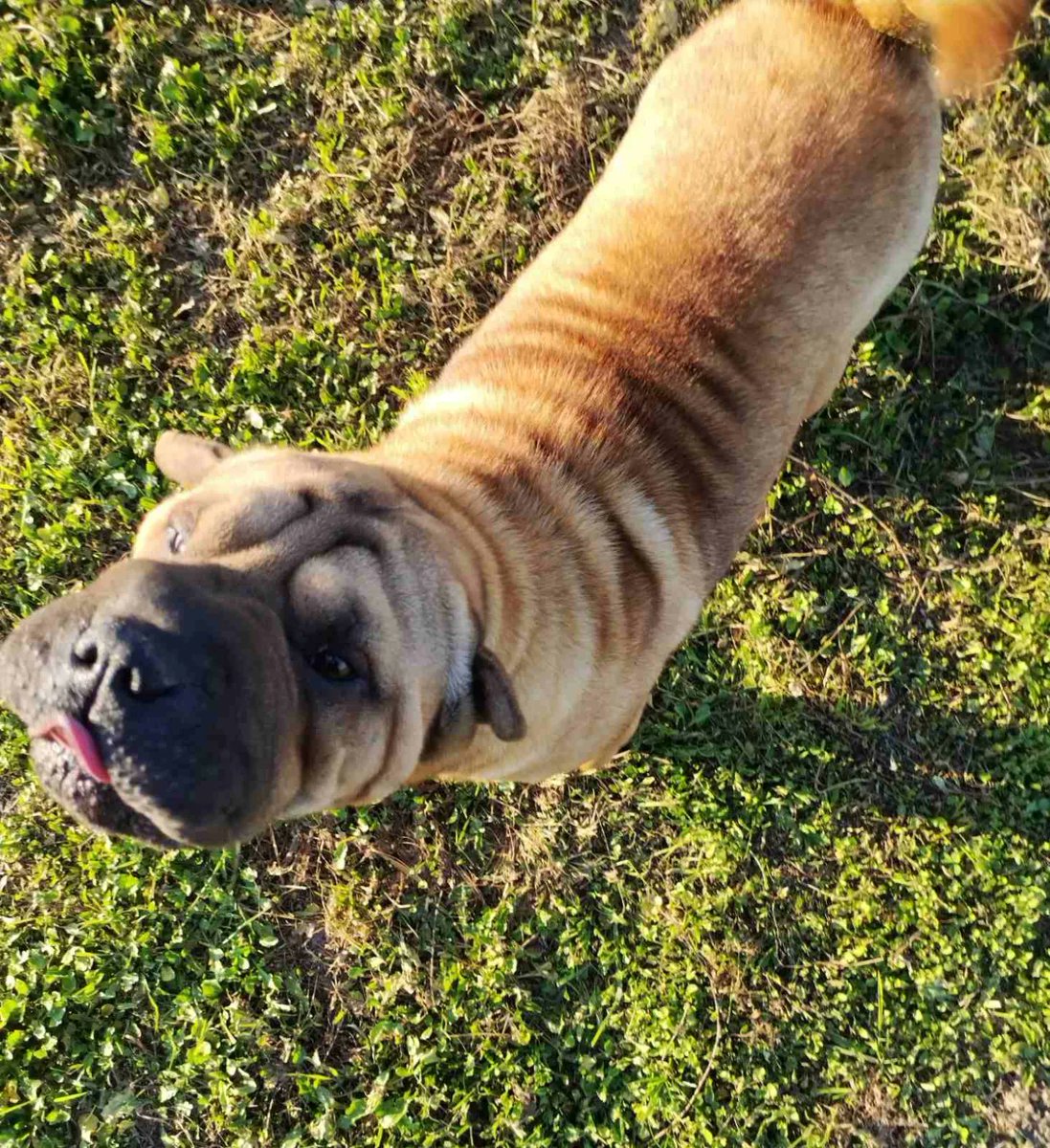 Ljiljan65880270's tweet photo. ‼️Od steneta je provodila vreme u ovom boxu u sopstvenim fekalijama😪Zbrinuta je, prosla je komplet veterinarski pregled, zdrav pasStara je 1.5 god, izuzetne naravi,trazim dom za lepoticu, bez boxa, da uziva u potpunoj slobodi i neizmernoj ljubavi koju do sada nije imala🐾Skay💛 https://t.co/Ko1fN8vO04