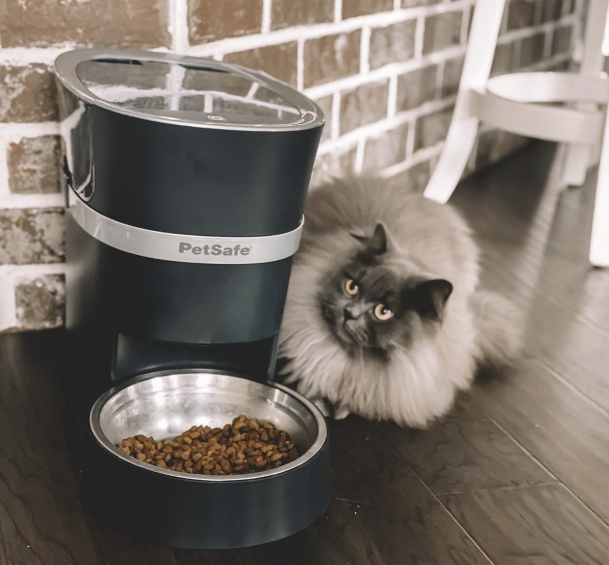 PetSafeFR's tweet photo. À table ! 🤤
📸 sarah_jade_huntsville
➡️ https://t.co/Fbszxxga0L #Alimentationchat #CatsLife https://t.co/gcDixq8Hw7