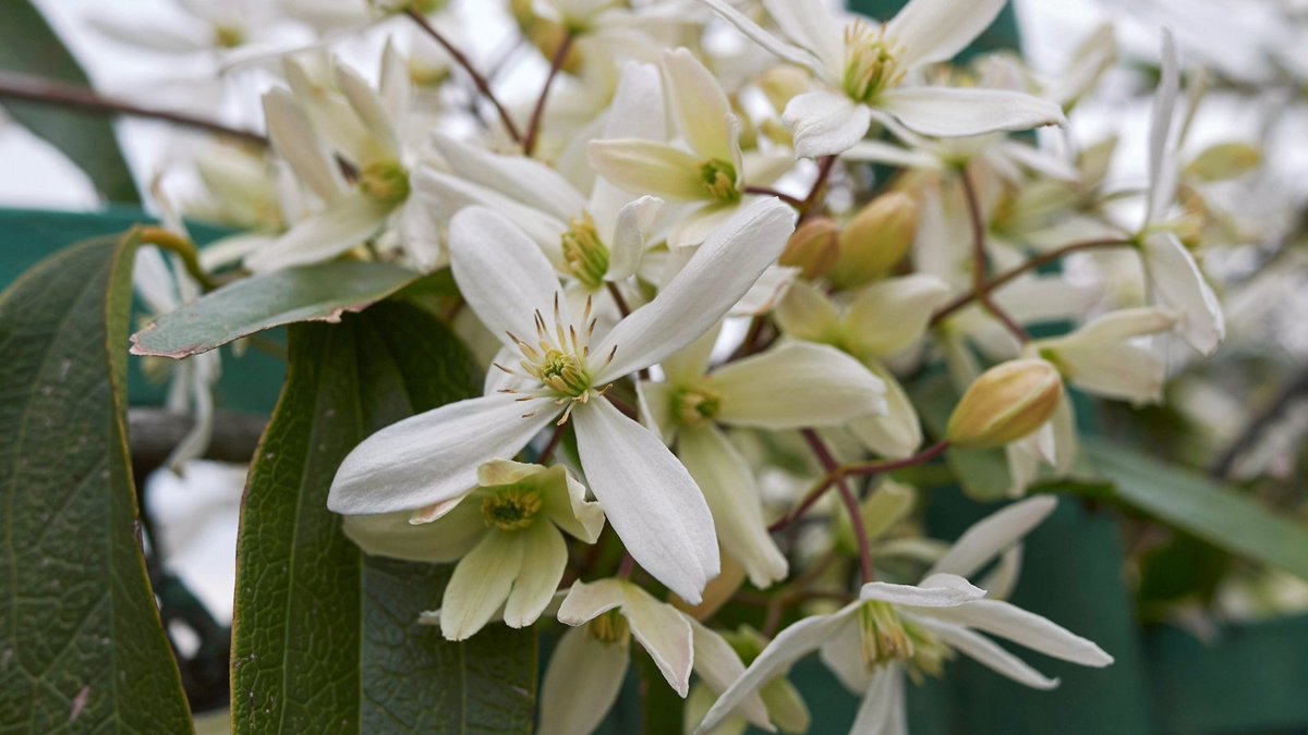 Clematis armandii 💚 - a stunning evergreen, vigorous clematis with cream, almond-scented, star-shaped blooms, which profusely show throughout March - April...perfect for year-round interest!💮 
#plantoftheday #clematis #gardening #toptips #mondaymotivation #plantlover #gardens