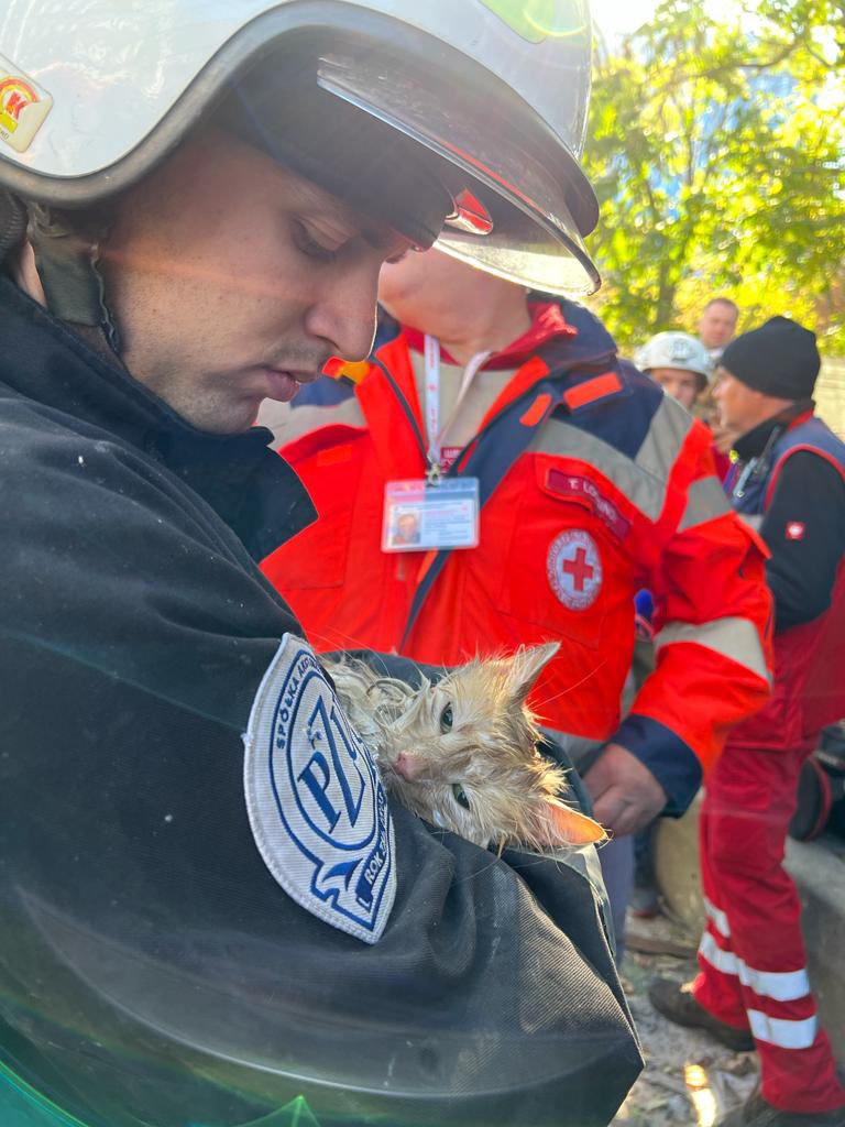Vitaliy_Klychko's tweet photo. Кота врятували тільки що з-під завалів будинку в Шевченківському районі. https://t.co/psriZQcvId