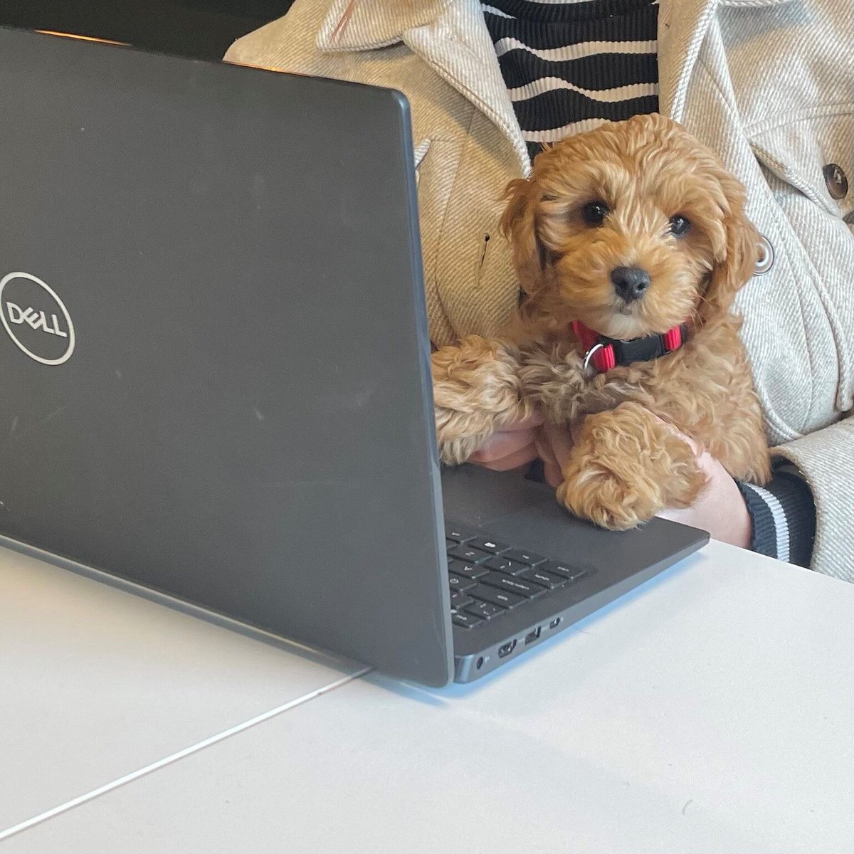 StudioNewwave's tweet photo. This little guy, Ted, had his first day in the office at just 12 weeks old, and it’s safe to say he’s everyone’s favourite member of Team Newwave. He is definitely a paw-sitive influence!

To learn about some of the human members of the team, click here: https://t.co/xR5VMnhnTu https://t.co/8Bsrq7X7oB