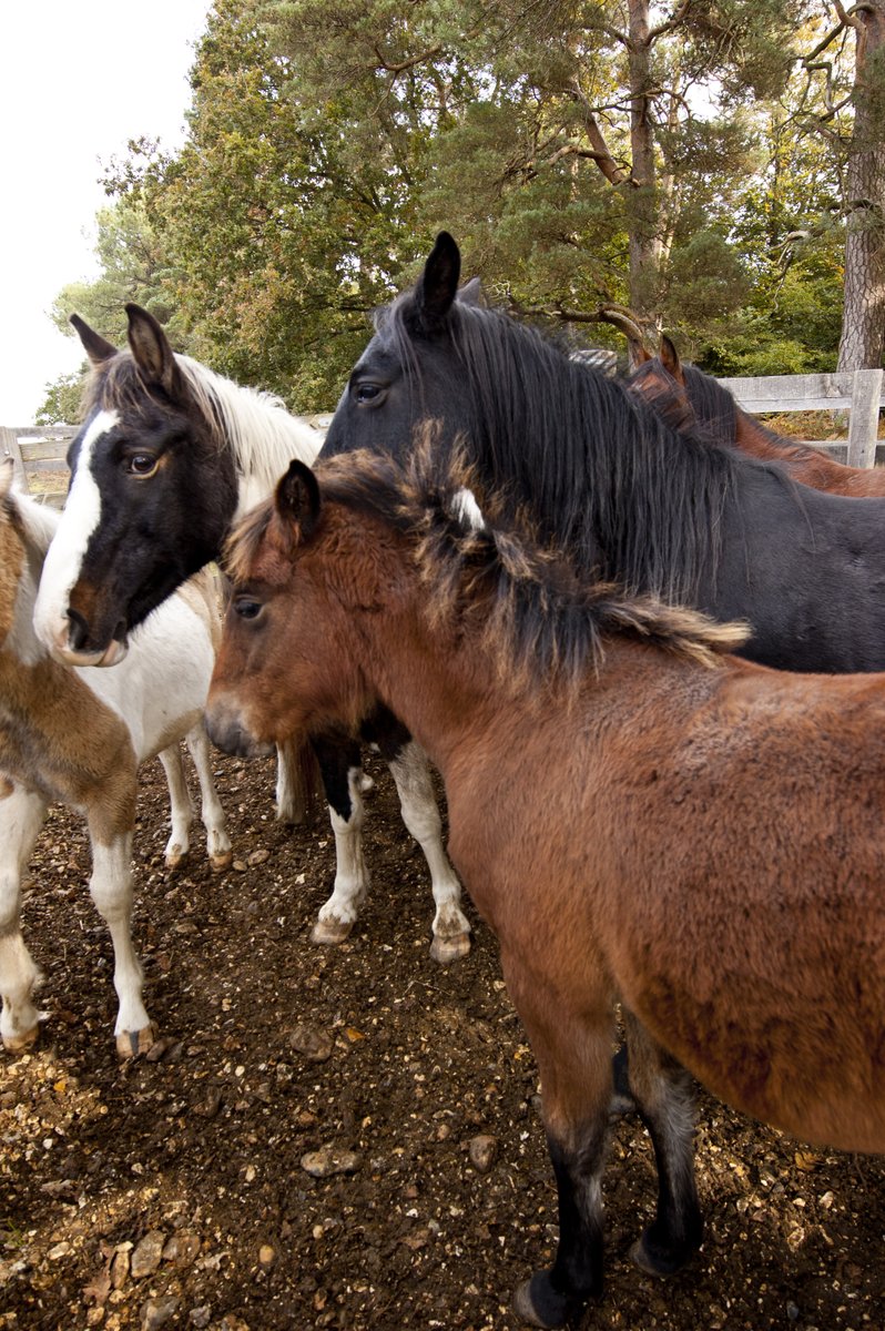Todays #NewForest pony drift is at Amberwood/Turf Hill

Turf Hill car park is closed for the duration of the drift.

For your own safety please look out for the warning signs and avoid the area of the drift. Please do not verge park or block gateways.