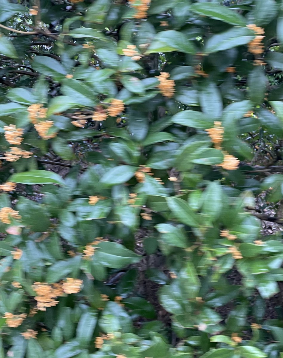 隣の芝はいつでも蒼いし美しい tweet media