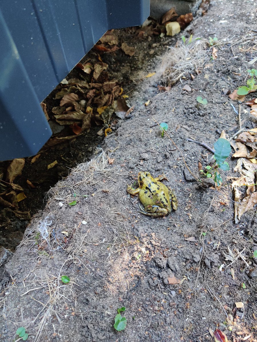 RC2014Towers's tweet photo. Why did nobody tell me that I forgot to attach this pic? surely somebody was confused by "frog friend approved" https://t.co/wa4w9Q4x0Q