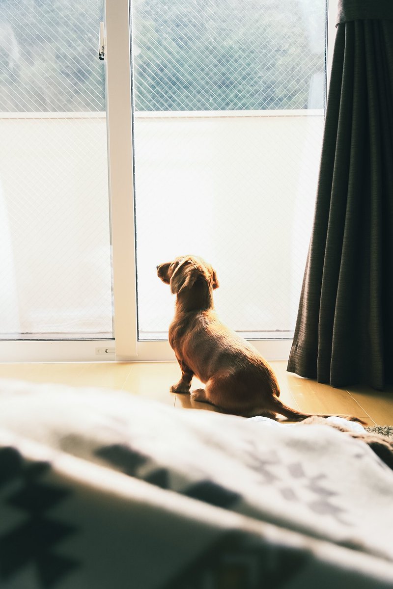 ty__photo's tweet photo. ほっこりする瞬間

嫁と愛犬(アーロン)はラブラブです🐶

愛おしい

#fujifilm 
#fujifilm_xseries 
#富士フイルム 

#いぬのいる暮らし 

#写真好きな人と繫がりたい 
#カメラ好きな人と繋がりたい 
#ファインダー越しの私の世界 
#写真で伝える私の世界 https://t.co/4z0wbtqrBE
