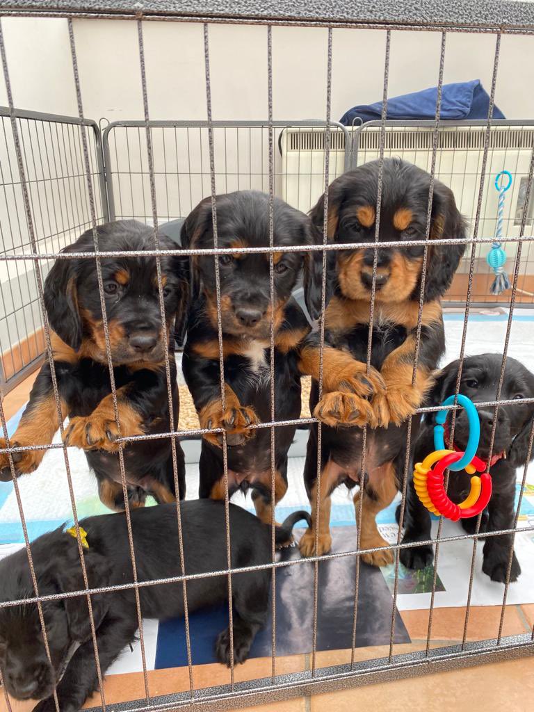 sinfulsea's tweet photo. @maryjane2374 One of these is coming to live with me in 10 days !!! https://t.co/yN5ZTok36D