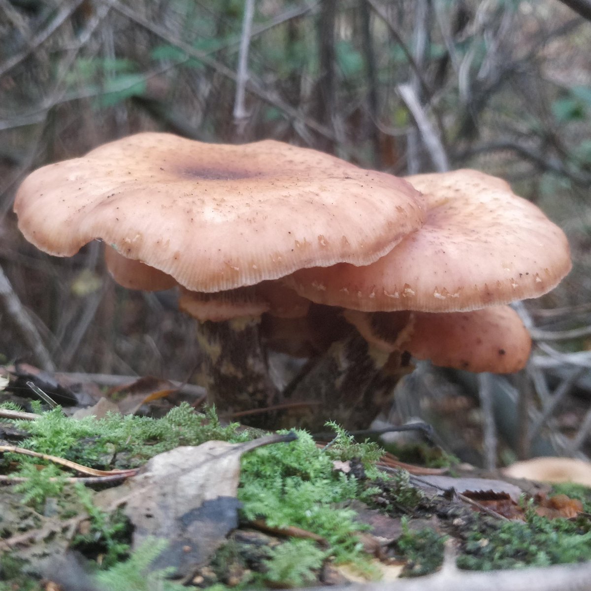 Jassy Drakulic (@jassydrak) on Twitter photo Do you want to learn new scientific skills in your free time? Consider #volunteering <a href="/RHSWisley/">RHS Garden Wisley</a> Hilltop lab to support our research on widespread garden diseases, honey fungus & powdery mildew.
DL to apply is Sun 30th October
rhs.org.uk/get-involved/v… Do you want to learn new scientific skills in your free time? Consider #volunteering <a href="/RHSWisley/">RHS Garden Wisley</a> Hilltop lab to support our research on widespread garden diseases, honey fungus & powdery mildew.
DL to apply is Sun 30th October
rhs.org.uk/get-involved/v…
