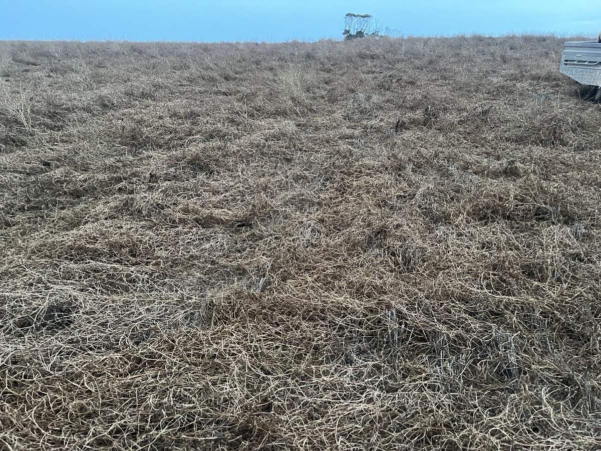 lubin_stringer's tweet image. I’m happy with the vetch brown manure job - 2gly .3 ester, was worried coz I’d never grown so much bulk