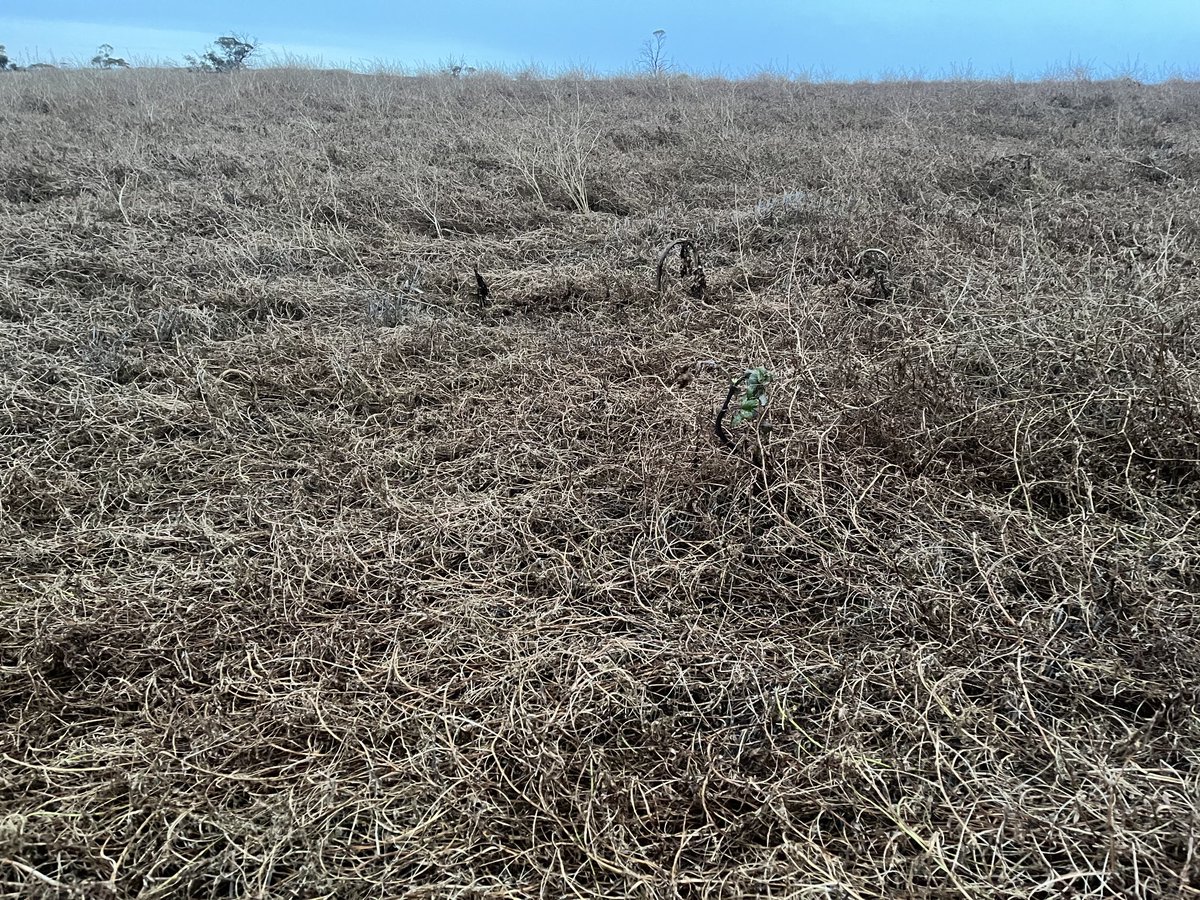 lubin_stringer's tweet image. I’m happy with the vetch brown manure job - 2gly .3 ester, was worried coz I’d never grown so much bulk