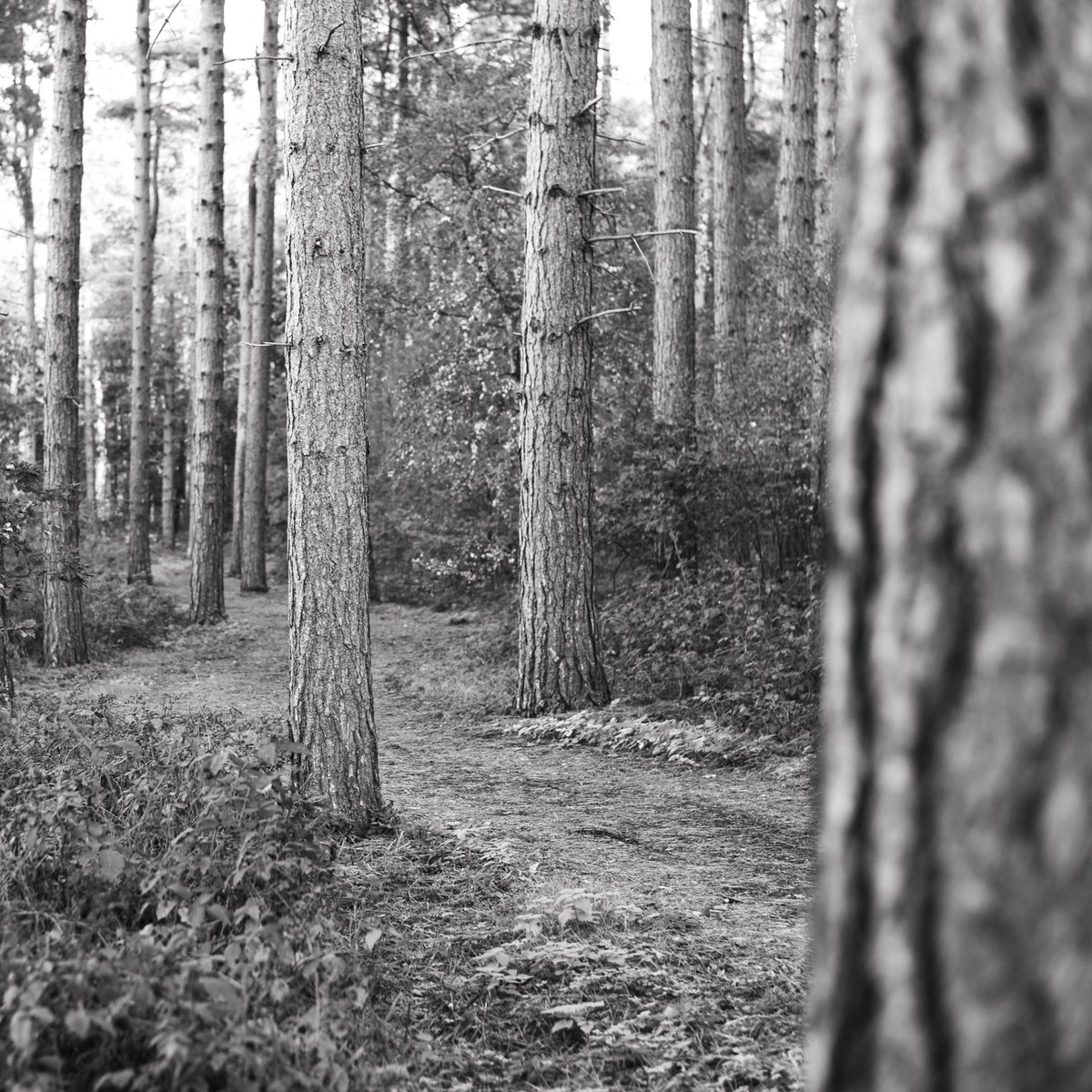 davidruston's tweet image. Poppin’ my @centerparcsuk cherry at Sherwood Forest. A lovely (and much needed) few days away with family and friends. 

Recharged and ready to roll. 🔋

Nikon Z6 + Nikkor 50mm

#centreparcs #centerparcssherwood #forest #trees #blackandwhite #blackandwhitephotography #photography