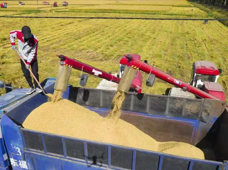 JilinChina's tweet photo. πΎπΎ#Jilin province is located in the "Golden Rice Belt". Pictures taken recently show a bumper #harvest being brought in, in a paddy field in Jilin city's Changyi district. The #rice grown there can yield more than 10,000 kilograms per hectare. #JilinDynamicDecade https://t.co/OUbqf1Th01