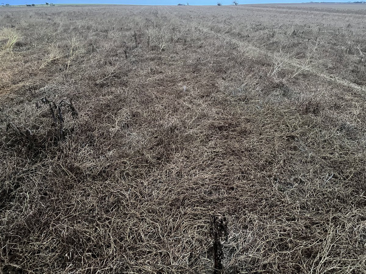 lubin_stringer's tweet image. I’m happy with the vetch brown manure job - 2gly .3 ester, was worried coz I’d never grown so much bulk