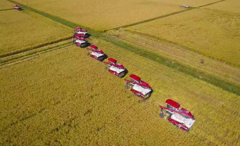 JilinChina's tweet photo. πΎπΎ#Jilin province is located in the "Golden Rice Belt". Pictures taken recently show a bumper #harvest being brought in, in a paddy field in Jilin city's Changyi district. The #rice grown there can yield more than 10,000 kilograms per hectare. #JilinDynamicDecade https://t.co/OUbqf1Th01