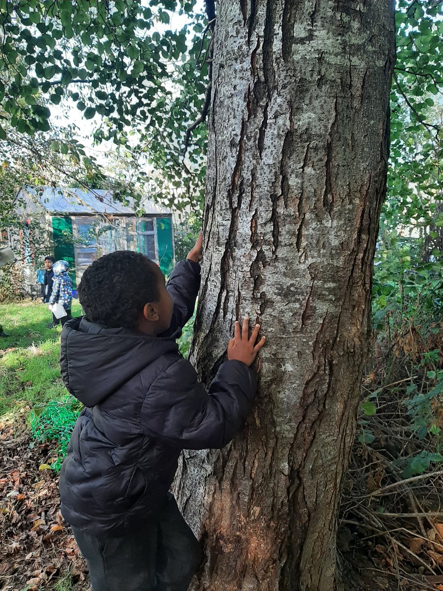 MsDunne24's tweet photo. We have been exploring Forest School to learn about the different types of trees and their features. We even found some seedlings like the ones planted in our story Wangari's Trees of Peace. https://t.co/PKB6RjzbYf