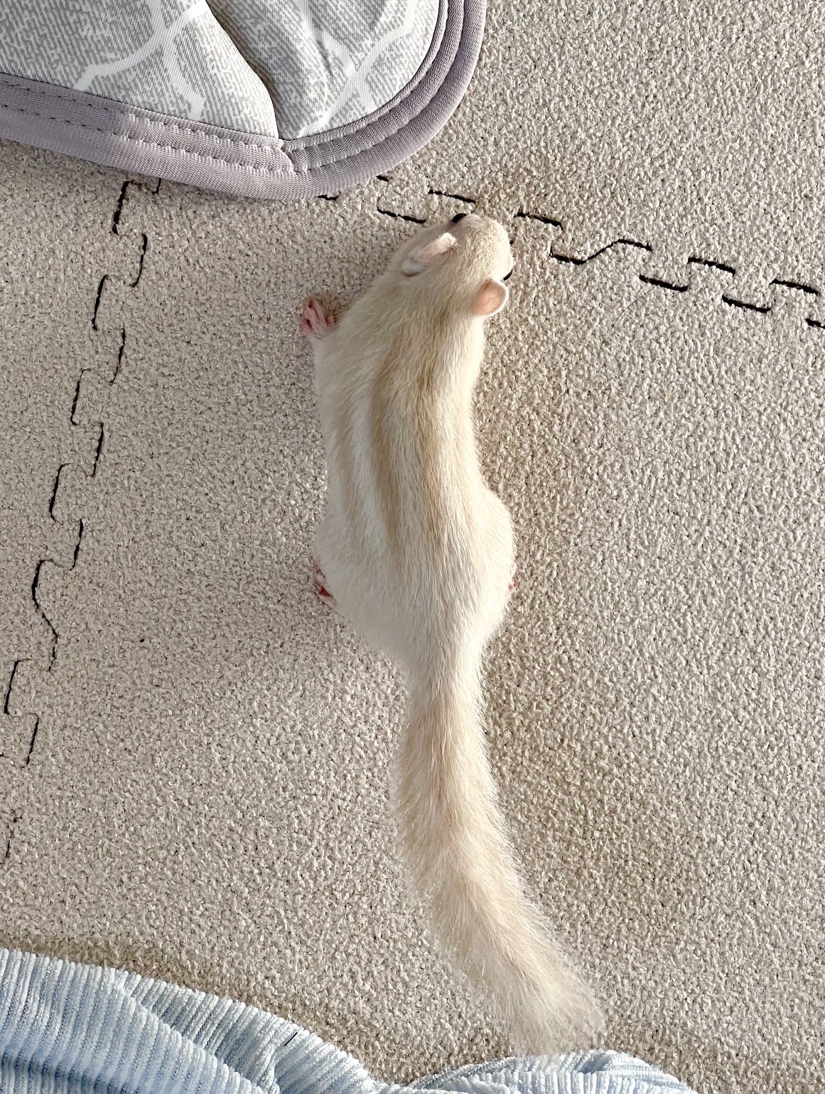 ホワイトシマリスのアルタ Alta Whitechip Twitter