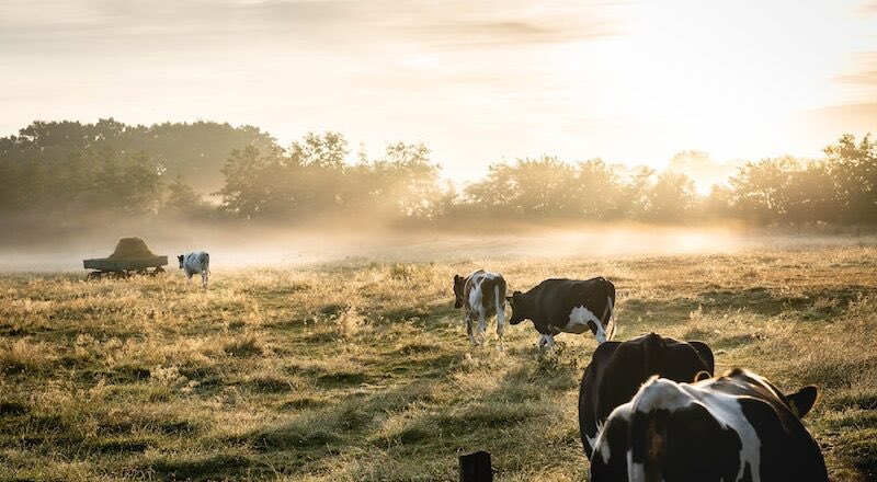 #Eurostat: in #Europa le #emissioni di #GasSerra del #SettoreAgricolo continuano a calare 💪🏻

Nel #2050 il nostro continente dovrà raggiungere la #NeutralitàClimatica e, in ogni caso, dovrà ridurre le emissioni del 60% entro il #2030.
👇🏻
bit.ly/CS_EurostatEmi…