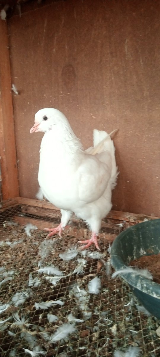 Hashimu76366957's tweet photo. Argentina pure breed for sale contact me 08140865261 https://t.co/ZCj1w92sx8
