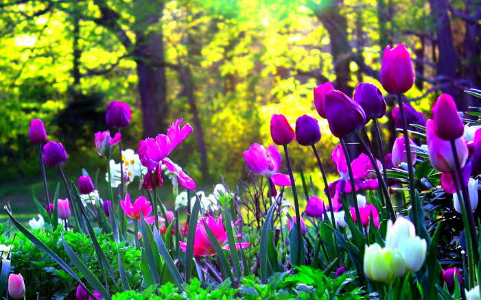 ruben_corella's tweet photo. #garden #gardens #tulipanes #tulips #purpletulips #morado #purple #purplepower #podermorado #floresmoradas #purplefkowers #paisesbajos #Netherland #holanda #holland #jardines #photography #LunesDeMotivacion #Motivation https://t.co/sPnZ1U3AUR