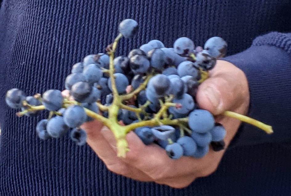Sébastien Fillon of #closdeserres <a href="/AOCTerrLarzac/">AOP Terrasses du Larzac</a> showing his Grenache in a one handed version of the now infamous two handed Prokupac photo.