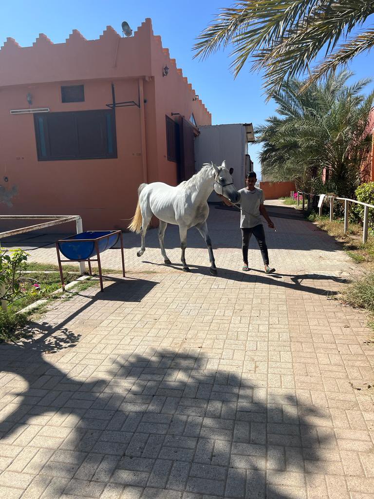MervueLabs's tweet photo. 🌍Sam Sweetnam, Mervue Laboratories Nutritionist, meeting with our global business partners, Abufaris United Company, in the Sultanate of Oman while also visiting stud farms &amp; veterinary clinics in the area🌍
#globalpartnerships #MervueInternational #MervueIreland #animalhealth https://t.co/tJPyhoHLQ2