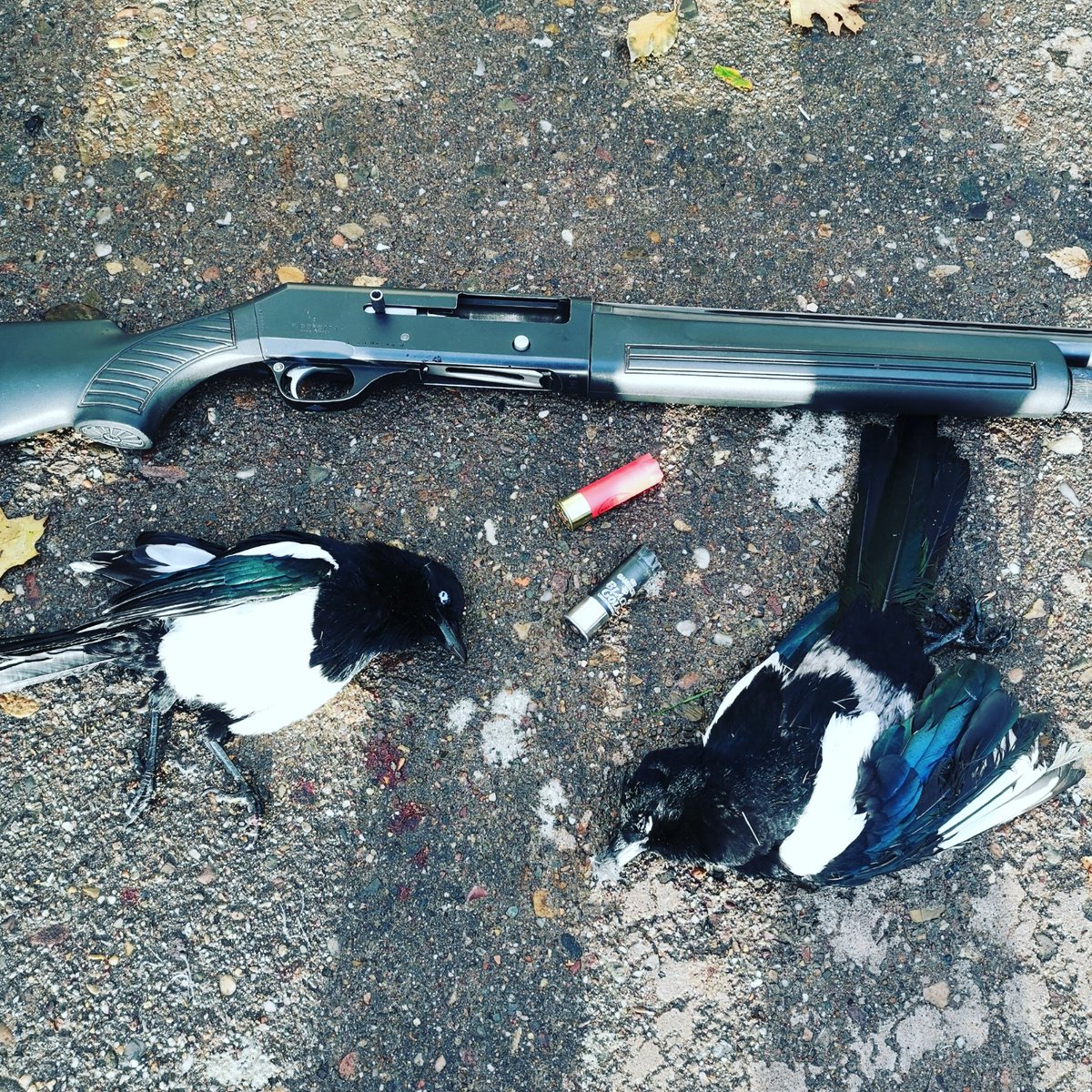 MikejHardy's tweet photo. Good left and right this morning. Protecting the wildlife, the damage these do to birds nests and chicks. #conservation #gamebore #jobdone https://t.co/cPKJOJoKh3