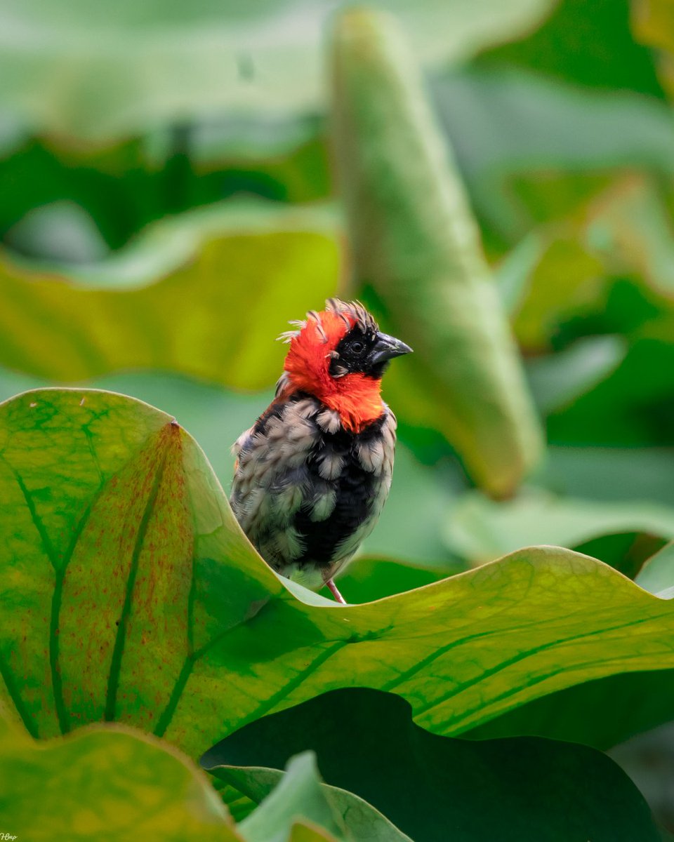 MikolaPhillip's tweet photo. Bird stylish ππΈ https://t.co/d4whT3KhUn https://t.co/hSEhfopJph #birdphotography #naturephotography #natgeo #70300mm #canonrsa #durbanphotographer #canon #saphotography #canonphotography #250D #adobespark #photographylovers #madeinmyimage https://t.co/eVUEt9vu1S