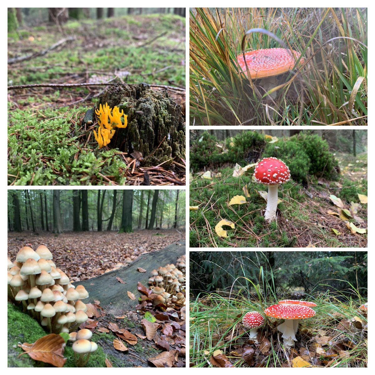 Ondanks regen heerlijk gelopen op Lheezand en Dwingelderveld. Prachtig zoveel paddestoelen!