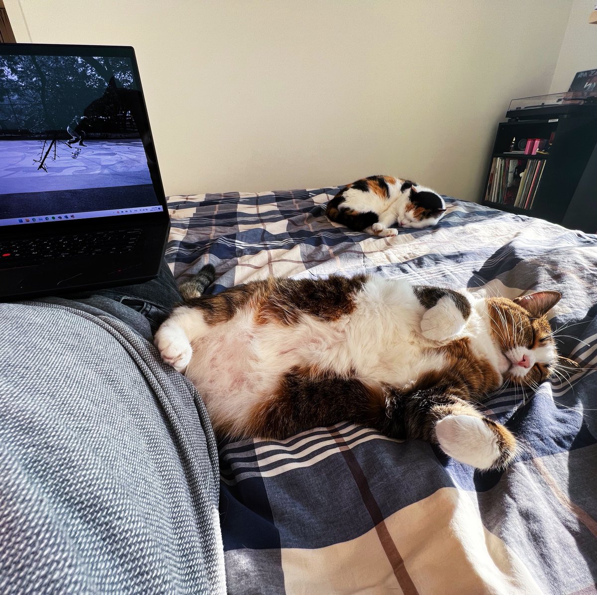 emoXcoder's tweet image. Home office is the only cat friendly office #gingythecat #marcythecat #catsofmicrosoft