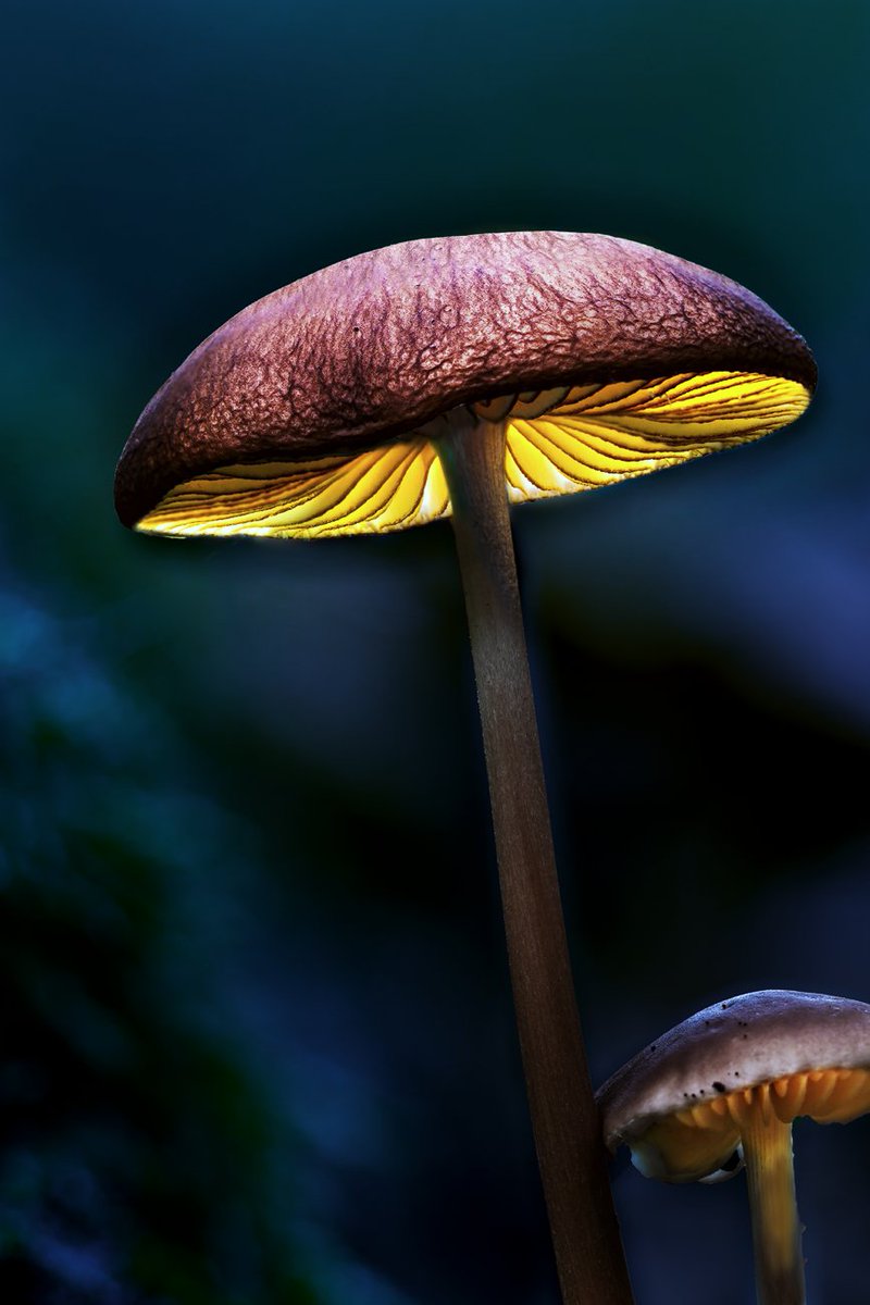 Love shine a light.

Lightpainting with Mushrooms. I hope you enjoy.

#ThePhotoHour #StormHour
#mushrooms #fungi #glow #glowing #lightpainting #autumn #fall #woods #woodland #forest #Gladenbach #illumination #light #macro