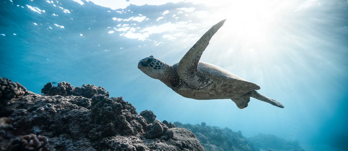 simonsgroup's tweet image. If your #website is slow to load, you need to know how to fix it. Our easy-to-use guide shows you exactly what you need to do ----&amp;gt; buff.ly/2O67cen 

#websecurity #websitedevelopment