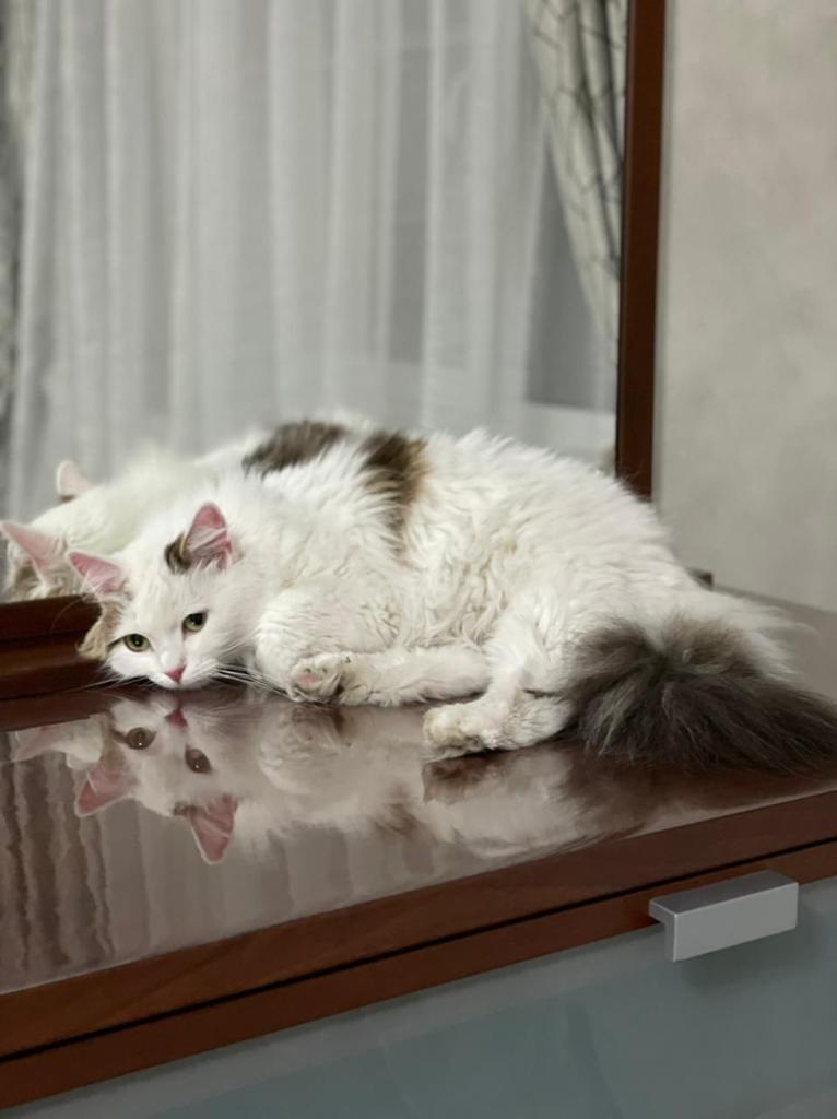jujujujf's tweet photo. Питер! Пристраиваем кошечку! Знакомые спасли с улицы, оставить у себя не могут. Кошка здоровая, молоденькая и очень ласковая! Порепостите пж https://t.co/FFXMOlalXI