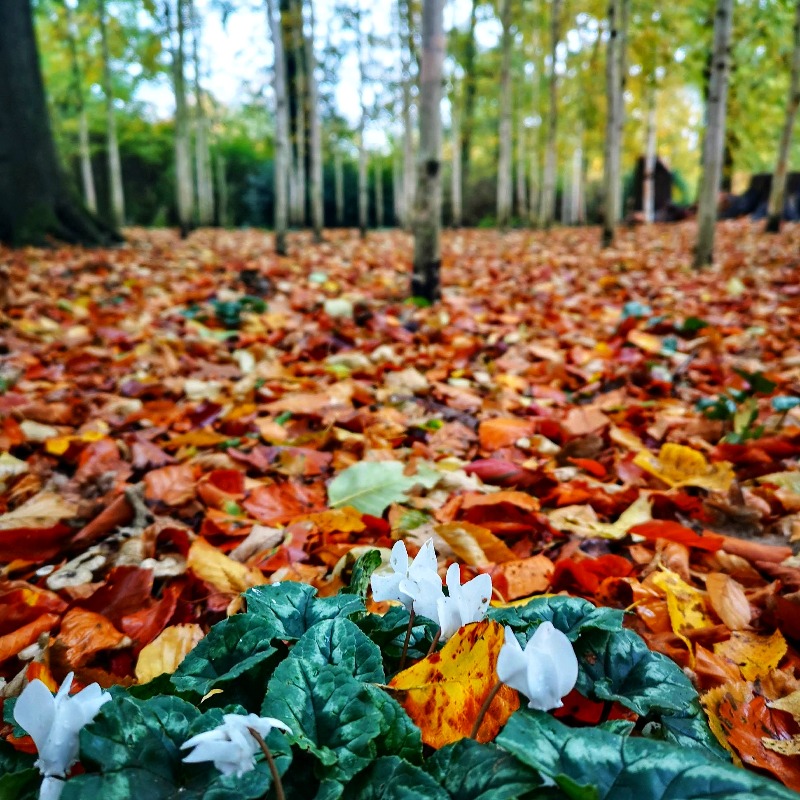 National Trust tweet media