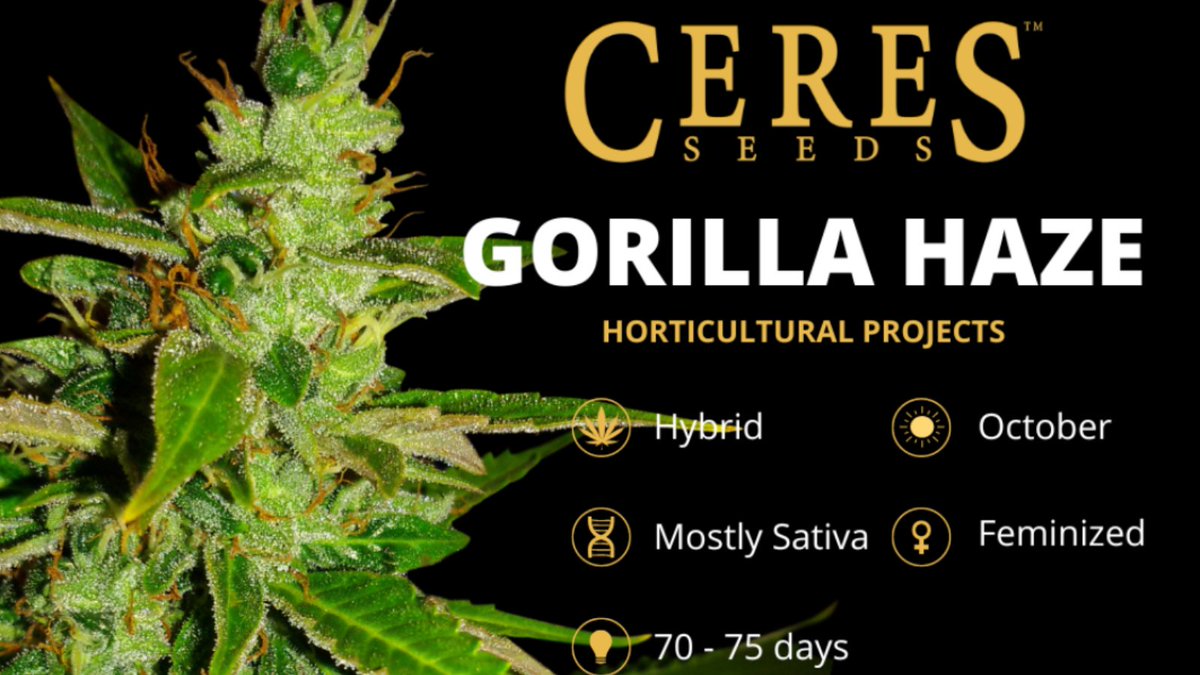 ceresseeds's tweet photo. Gorilla Haze 🦍 🌱

#ceresseeds #seeds #gorillahaze #haze #seeds #cannabisstrains #seedbank #amsterdam https://t.co/m9GaDcnGnS